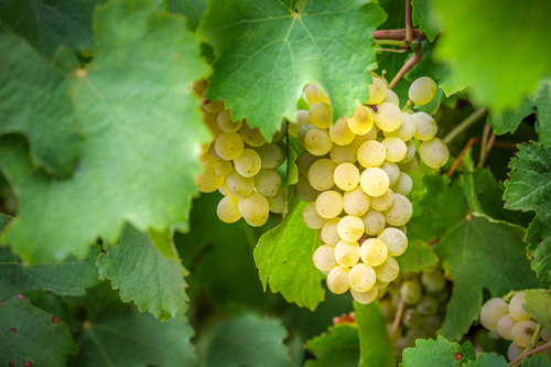 Traube Chardonnay Traube Chardonnay