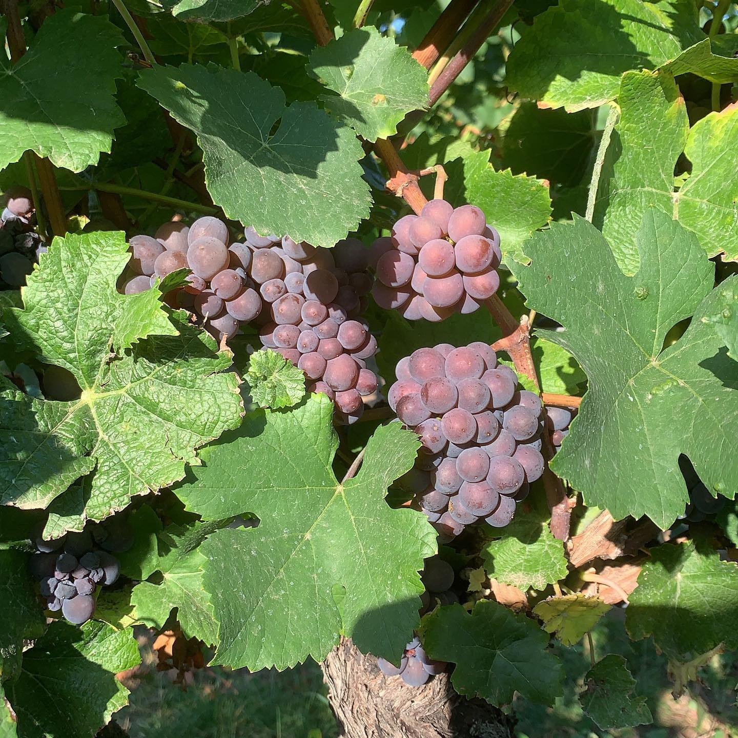 Traube Grauburgunder Traube Grauburgunder