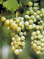 Traube Müller-Thurgau Traube Müller-Thurgau