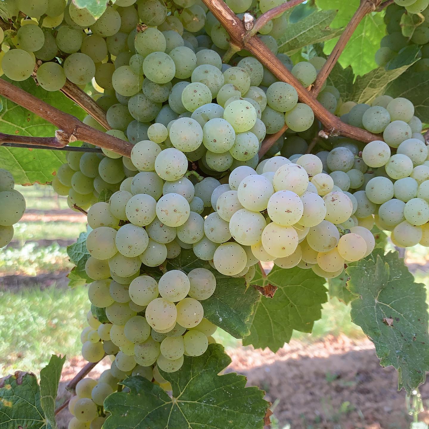 Traube Riesling Traube Riesling