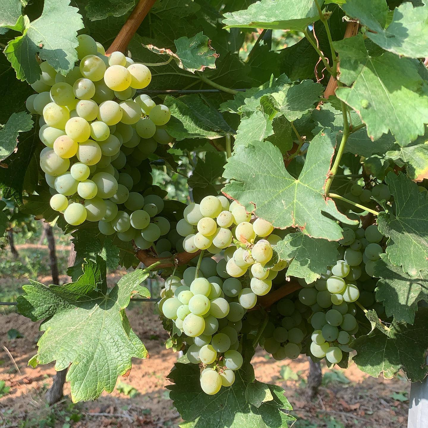 Traube Sauvignon Blanc Traube Sauvignon Blanc