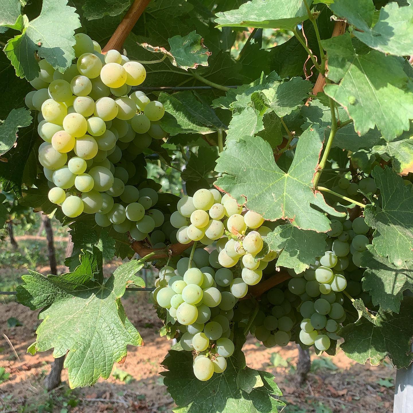 Traube Sauvignon Blanc