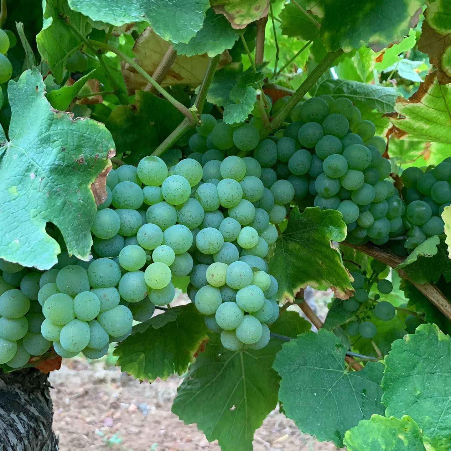 Traube Silvaner Traube Silvaner