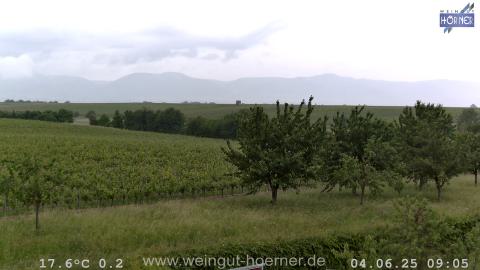 Webcam Hochstadt Pfalz aktuell Webcam Weinberge Hochstadt