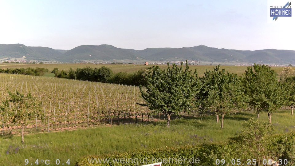 Webcam Weinberge Hochstadt
