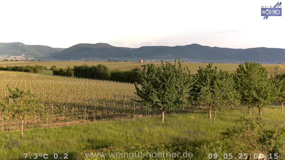 Webcam Weinberge Hochstadt