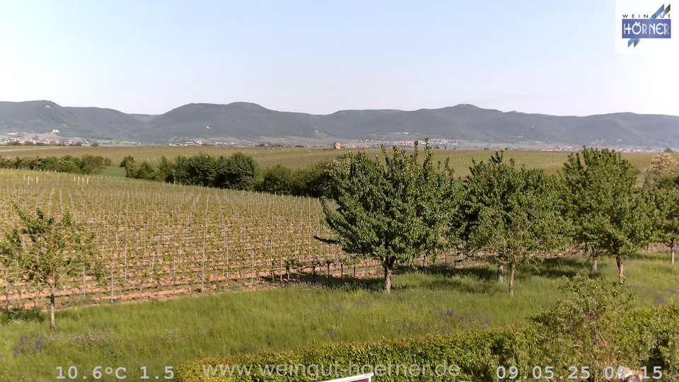 Webcam Weinberge Hochstadt