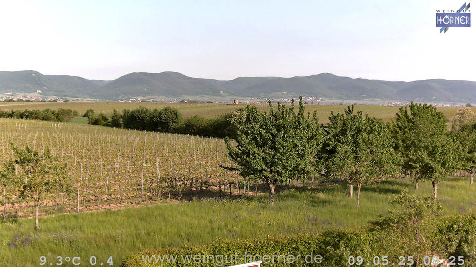 Webcam Weinberge Hochstadt