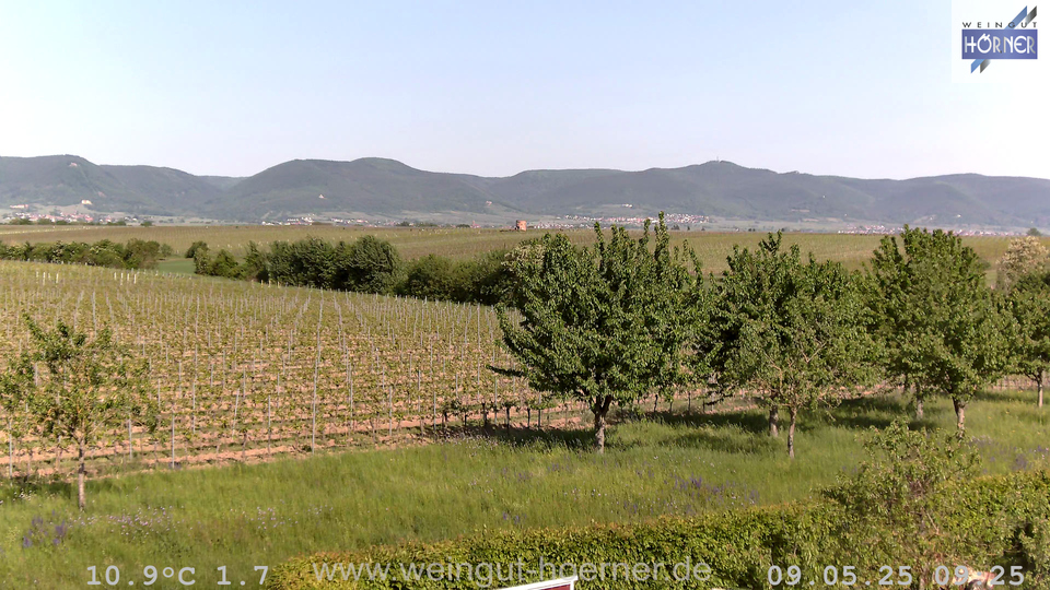 Webcam Weinberge Hochstadt