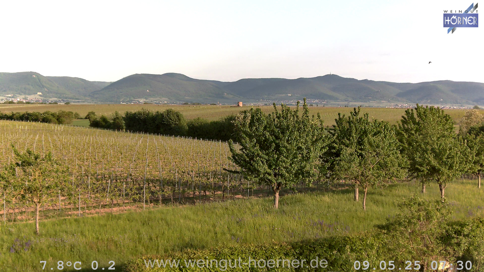 Webcam Weinberge Hochstadt