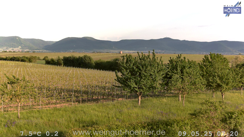 Webcam Hochstadt Pfalz aktuell Webcam Weinberge Hochstadt