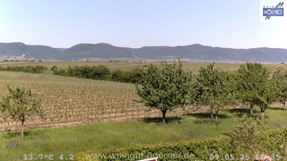 Webcam Weinberge Hochstadt