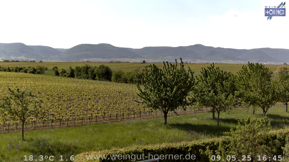 Webcam Weinberge Hochstadt