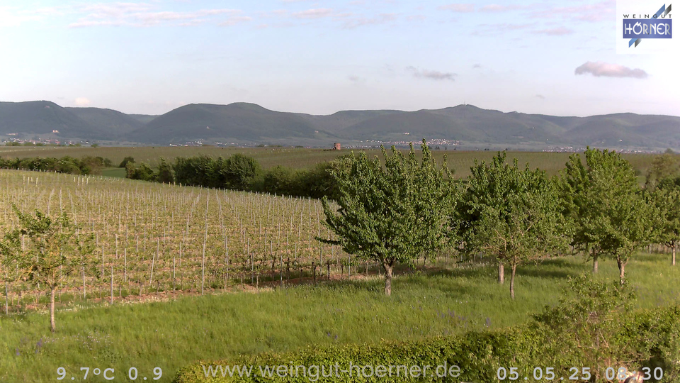 Webcam Weinberge Hochstadt