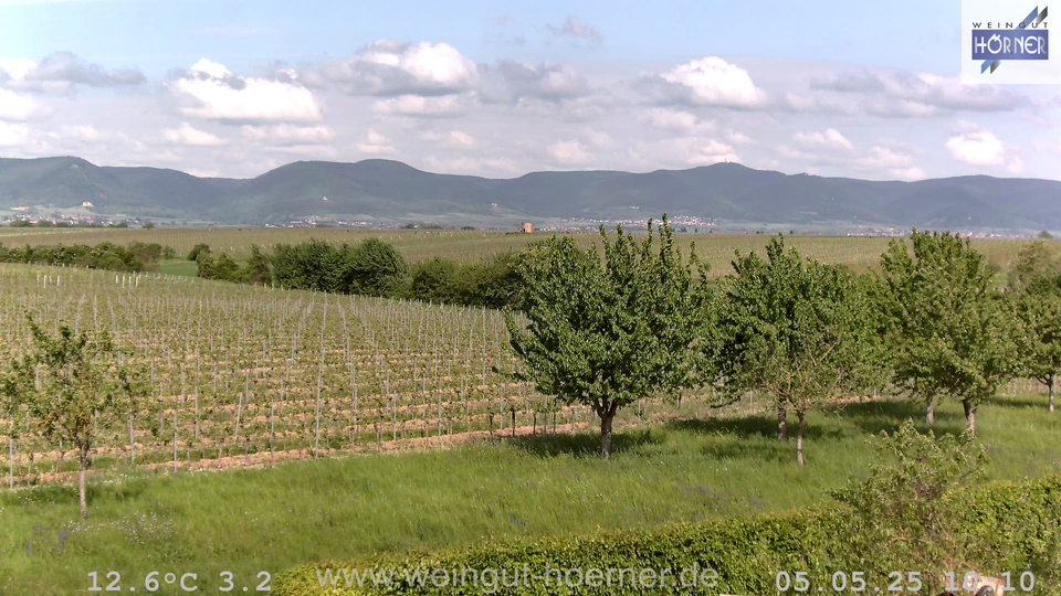 Webcam Weinberge Hochstadt