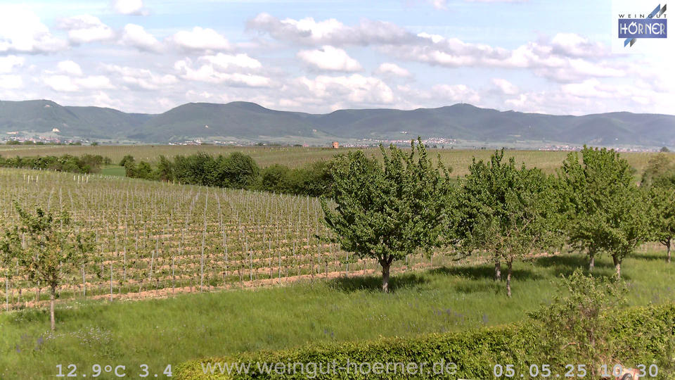 Webcam Weinberge Hochstadt
