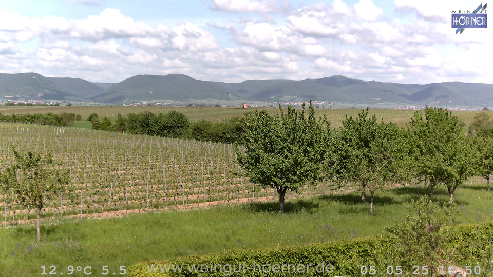 Webcam Weinberge Hochstadt
