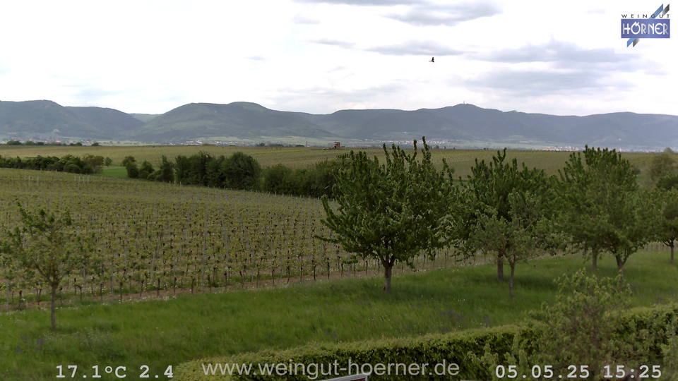 Webcam Weinberge Hochstadt