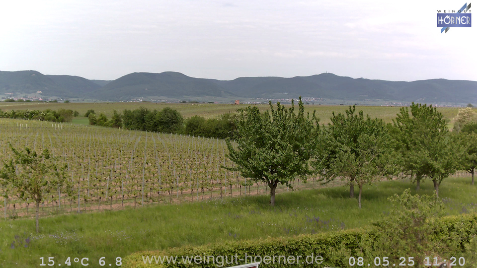 Webcam Weinberge Hochstadt