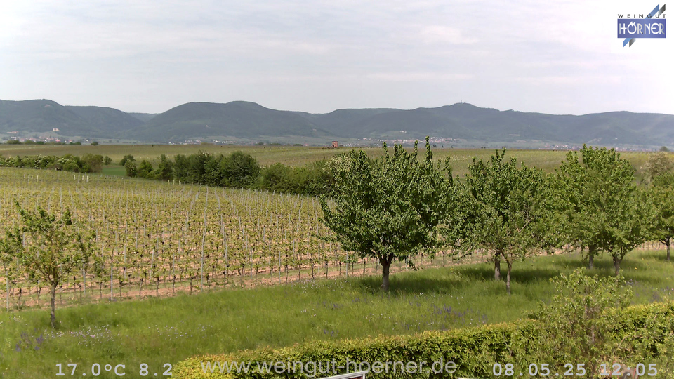 Webcam Weinberge Hochstadt