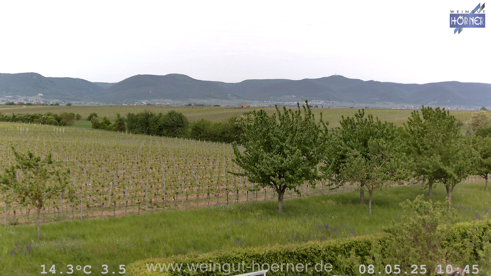 Webcam Weinberge Hochstadt