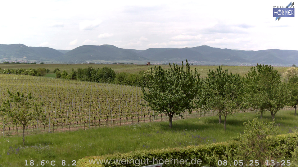 Webcam Weinberge Hochstadt