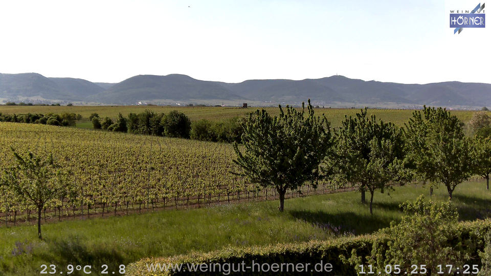 Webcam Weinberge Hochstadt