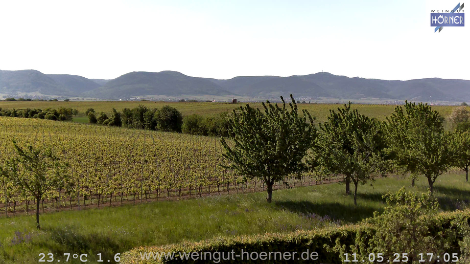 Webcam Weinberge Hochstadt
