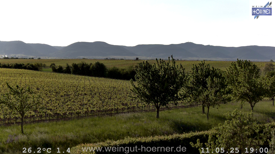 Webcam Weinberge Hochstadt