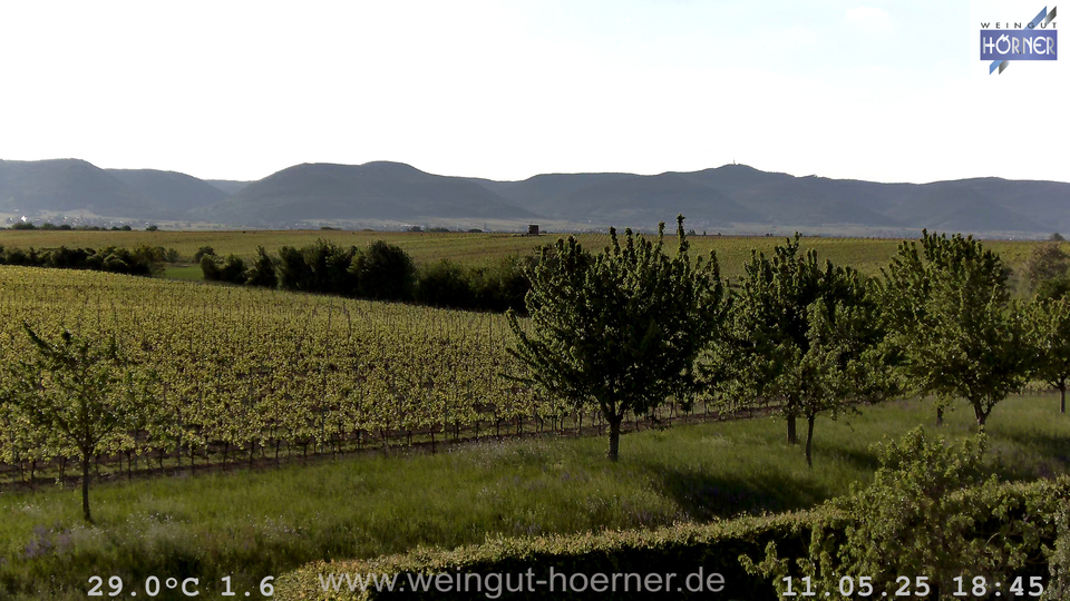 Webcam Weinberge Hochstadt