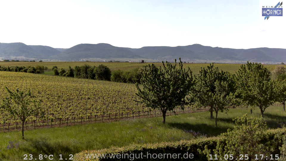 Webcam Weinberge Hochstadt