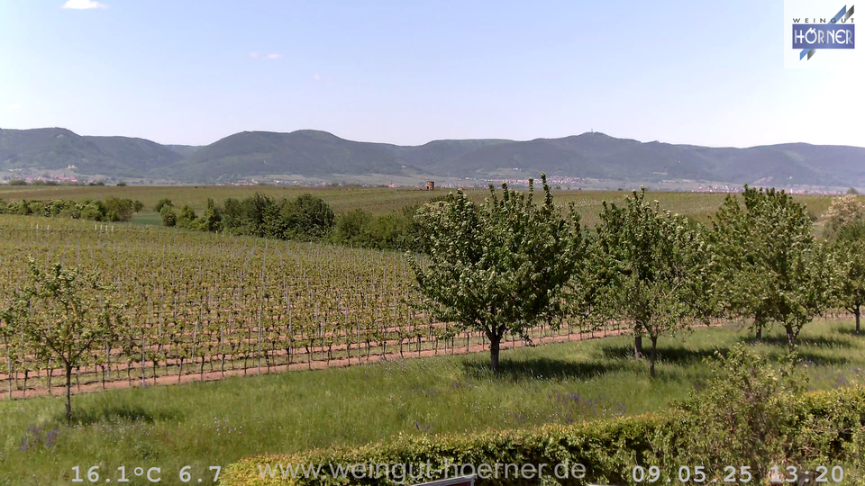 Webcam Weinberge Hochstadt