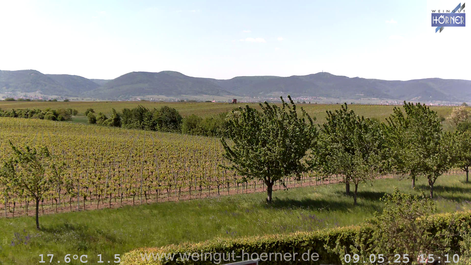 Webcam Weinberge Hochstadt