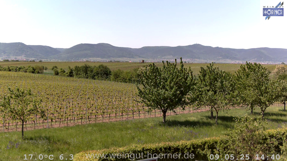Webcam Weinberge Hochstadt