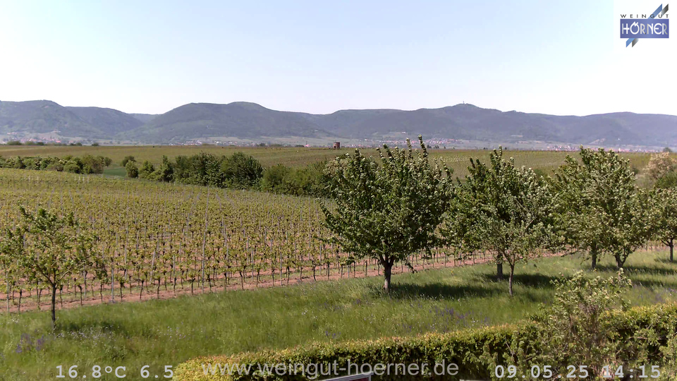 Webcam Weinberge Hochstadt