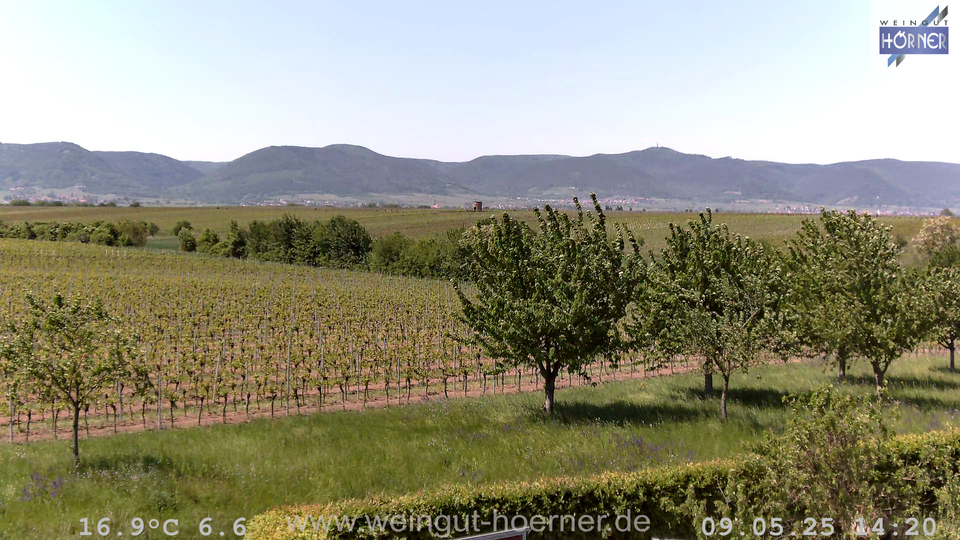 Webcam Weinberge Hochstadt