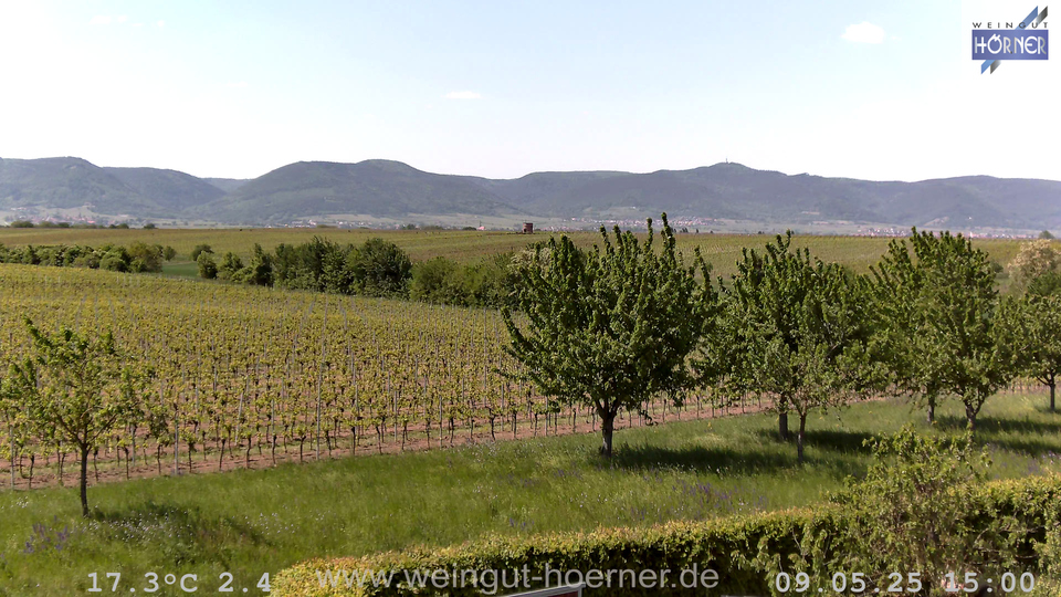 Webcam Weinberge Hochstadt