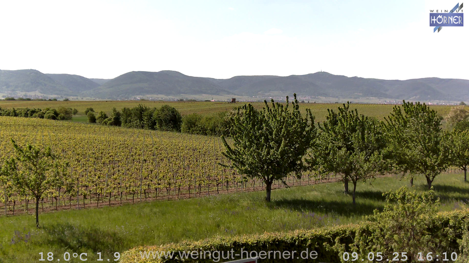 Webcam Weinberge Hochstadt
