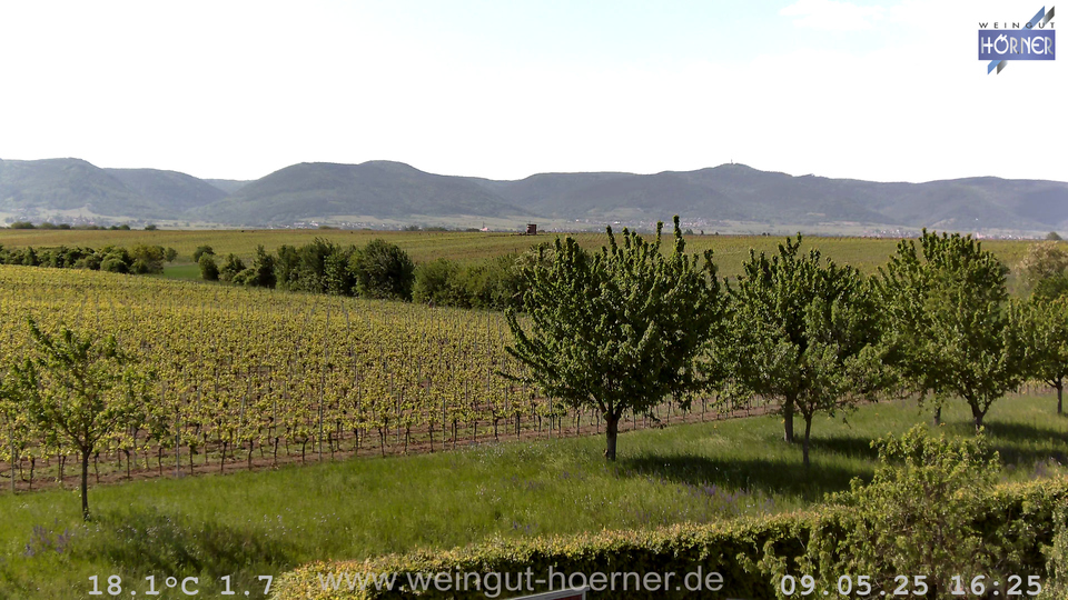 Webcam Weinberge Hochstadt