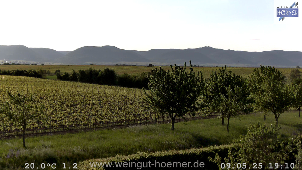 Webcam Weinberge Hochstadt