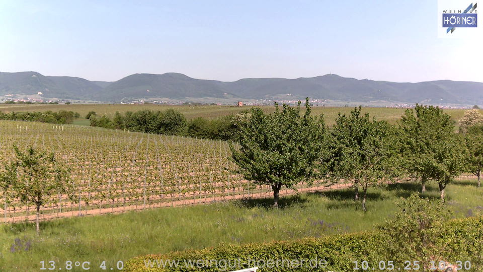 Webcam Weinberge Hochstadt