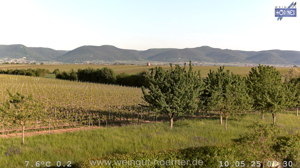 Webcam Weinberge Hochstadt