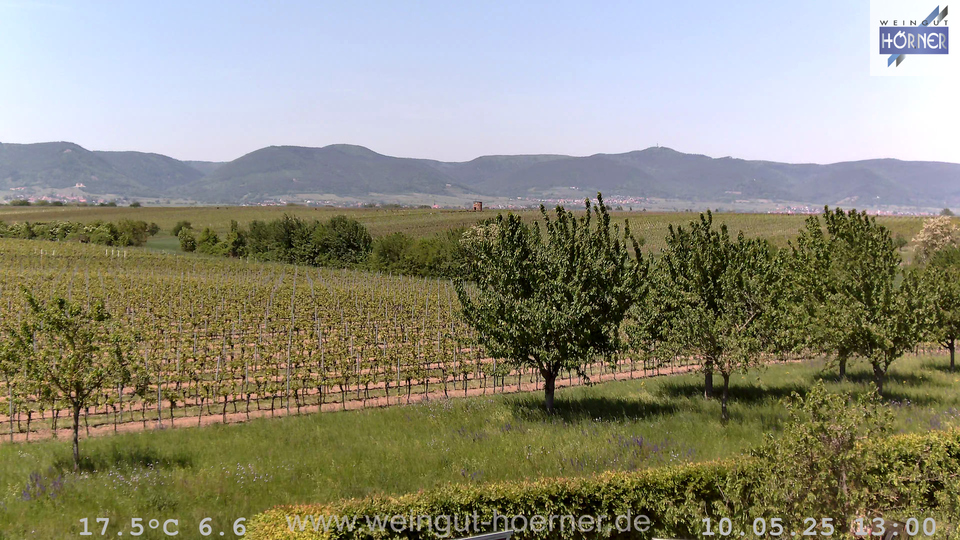 Webcam Weinberge Hochstadt