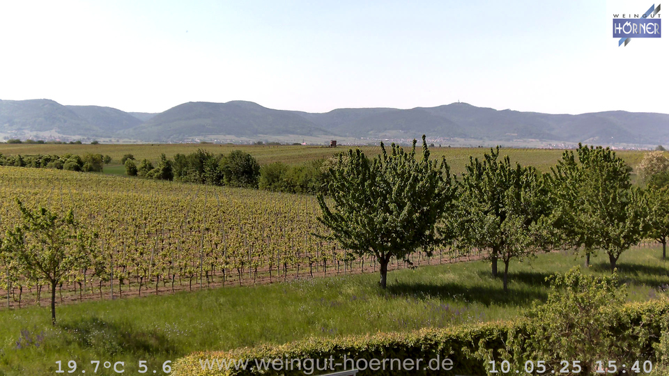 Webcam Weinberge Hochstadt