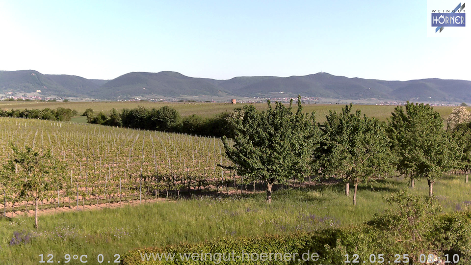 Webcam Weinberge Hochstadt