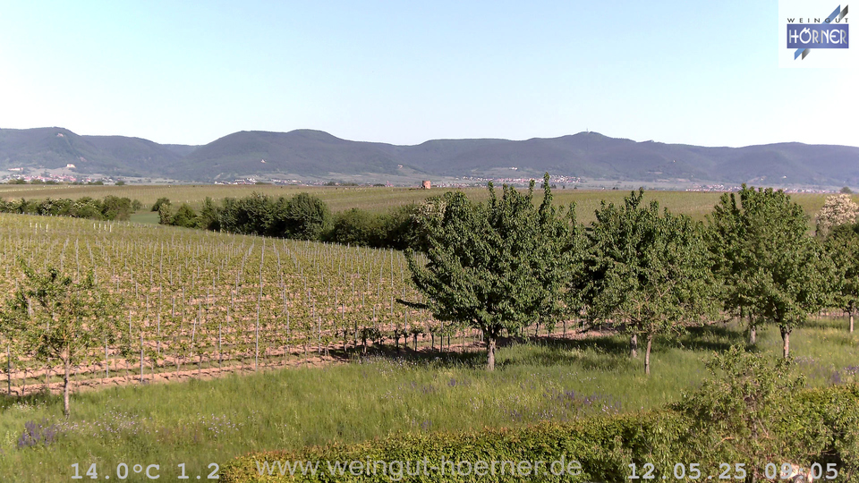 Webcam Weinberge Hochstadt