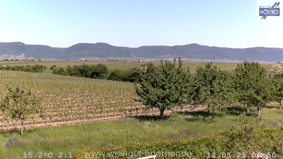 Webcam Weinberge Hochstadt