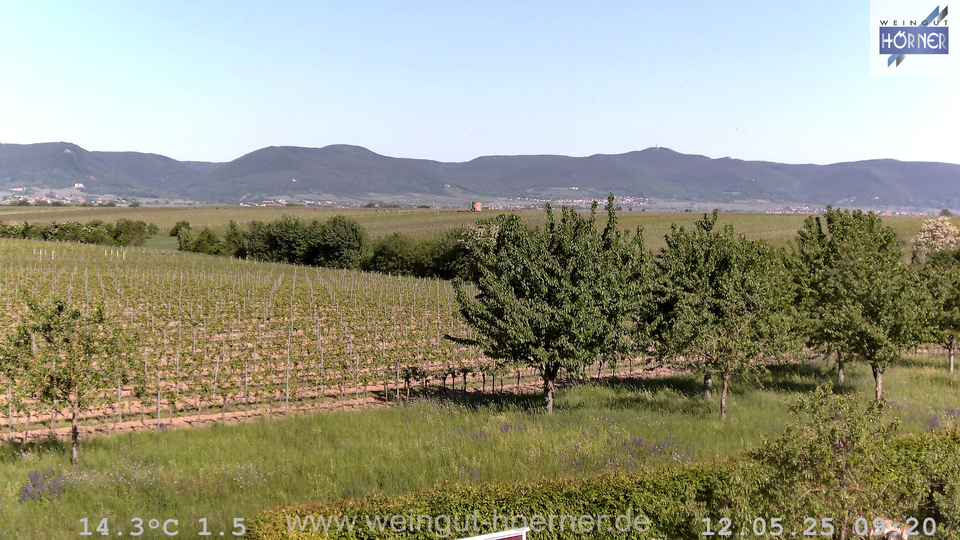 Webcam Weinberge Hochstadt