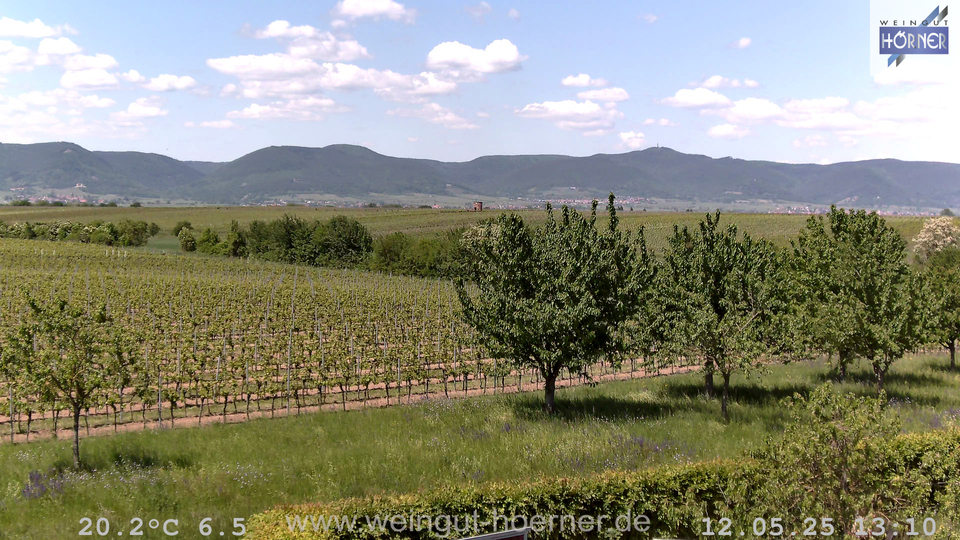 Webcam Weinberge Hochstadt