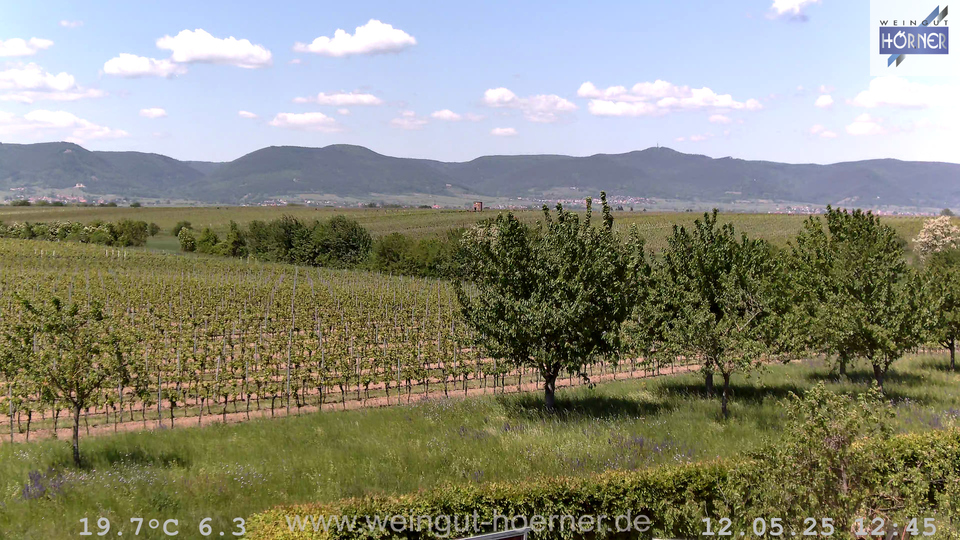 Webcam Weinberge Hochstadt